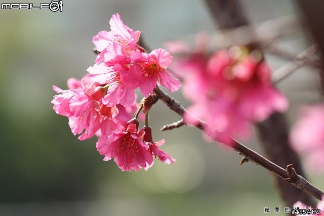 我的老戰友-CANON EOS 350D