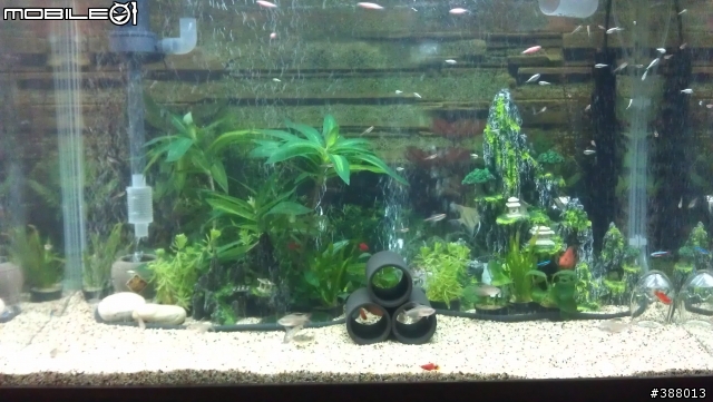 【附圖】3尺大魚缸治療中...感謝各位先進提供意見
