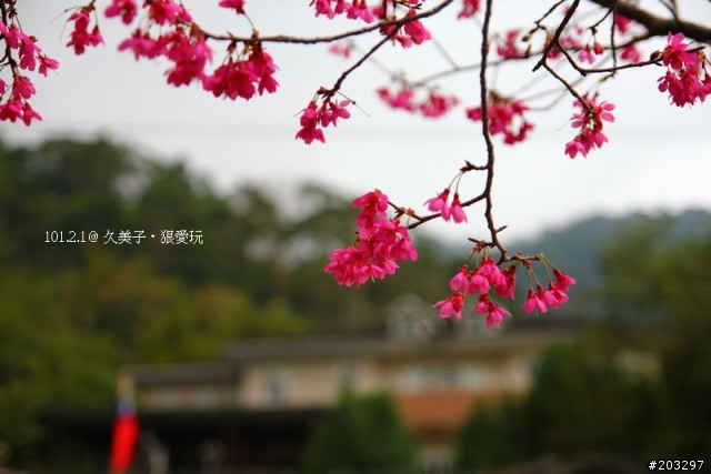 2012 橫山.內灣櫻花