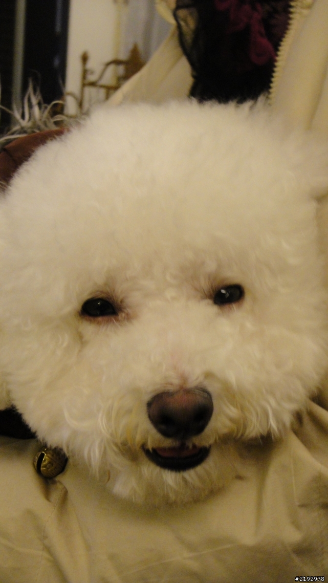 想為比熊犬找太太