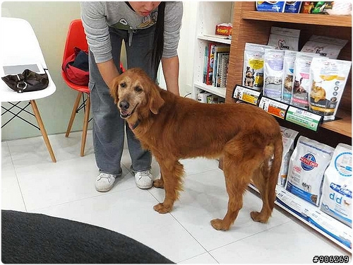 「協尋」剛從台北移至高雄中途的黃金獵犬奶奶，於仁武永仁街往亞柏加油站方向遺失，身上無配件，有晶片，懇請幫忙協尋～20120224