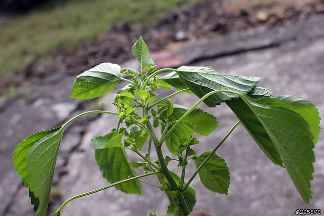 請教 - 這是野莧?還是什麼植物?