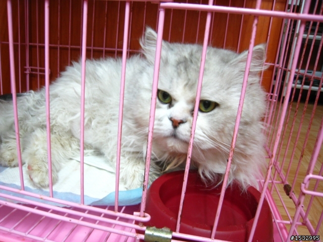 【送養】我是貓、我被遺棄在醫院。(台北-已送出)