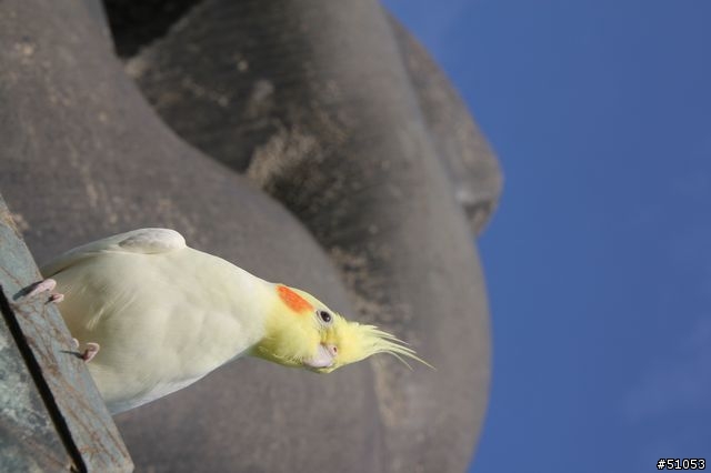 玄鳳名模寫真大公開