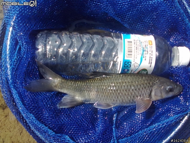 溪釣難得一見的大魚(42樓有新貨色)