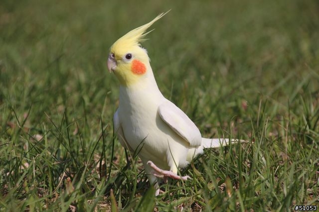 玄鳳名模寫真大公開