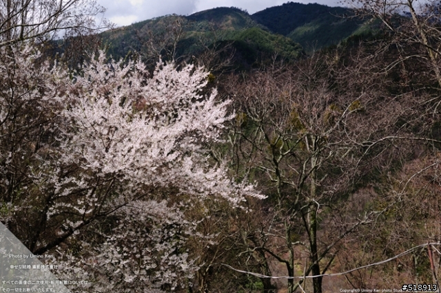 太陽架好了背景櫻花鋪好了地毯你還不出門嗎（宜蘭＞武陵）(2012.2.26 新增賞櫻照）