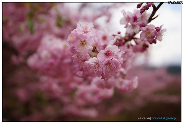 武陵。紅粉佳人春爛漫。2/19 中午出發，永和武陵一日來回!