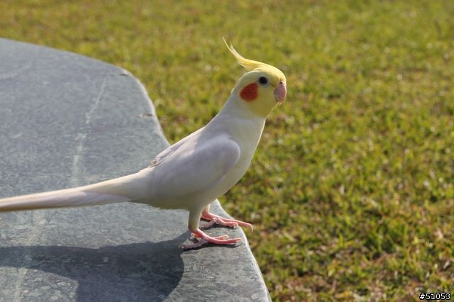玄鳳名模寫真大公開