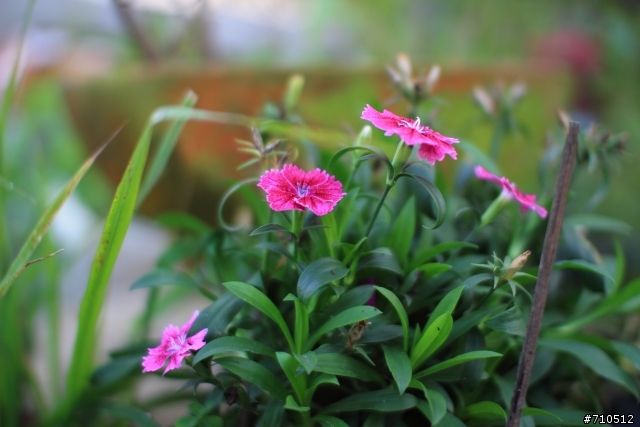 sigma 30mm f1.4 + EXTENSION TUBE EF12 有搞頭嗎? (購入已補圖)