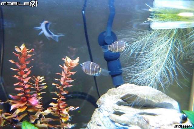 分享一下10公升小魚缸