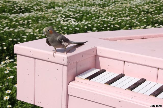 玄鳳名模寫真大公開