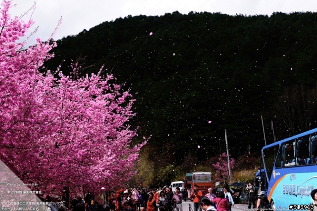 太陽架好了背景櫻花鋪好了地毯你還不出門嗎（宜蘭＞武陵）(2012.2.26 新增賞櫻照）
