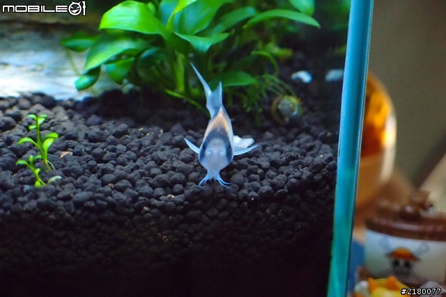 分享一下10公升小魚缸