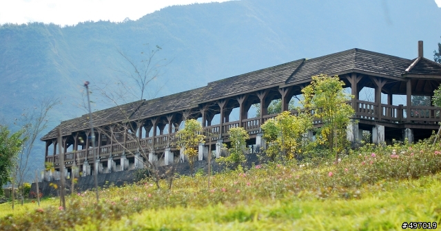 河津櫻 * 鹿谷 . 鳳凰茶園 ( 2012 / 02 / 5 花況 )