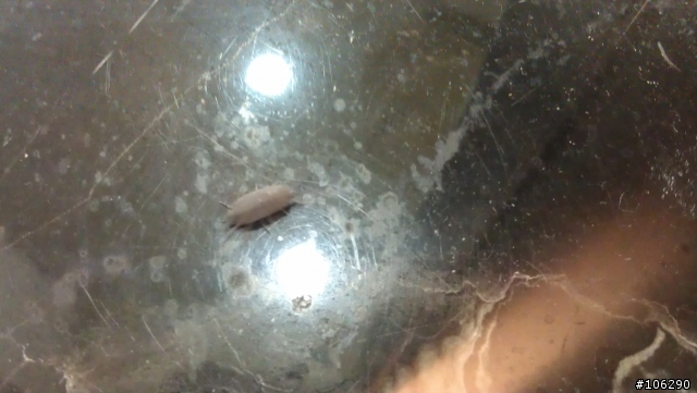 請問有人知道這是甚麼蟲嗎?