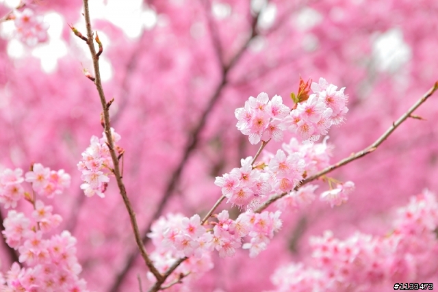 櫻花季~ 櫻花來蓋大樓囉~~