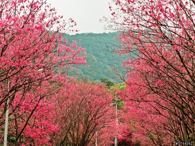 陽明山國家公園-櫻花隧道盲目瞎拍之卷