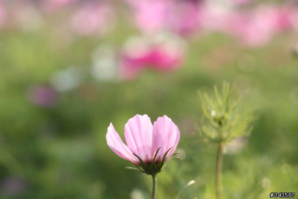 CANON EF 50mm F1.8 II拍花