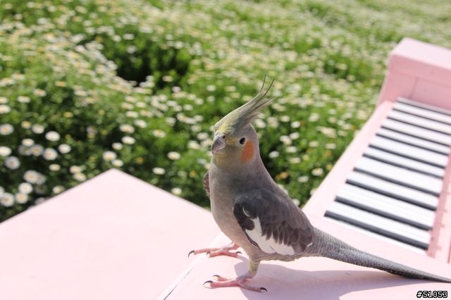 玄鳳名模寫真大公開