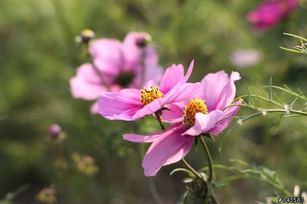 CANON EF 50mm F1.8 II拍花