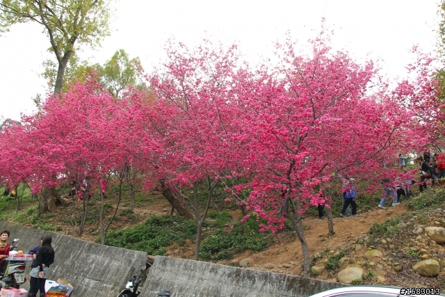 新社~櫻木花道