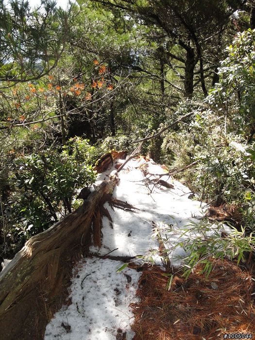風起雲湧．雪舞向陽。