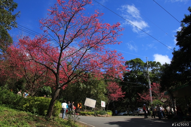 北投復興三路櫻花隧道+淡水滬尾櫻花大道