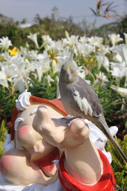 玄鳳名模寫真大公開