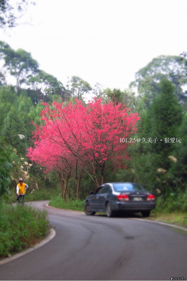 2012 橫山.內灣櫻花