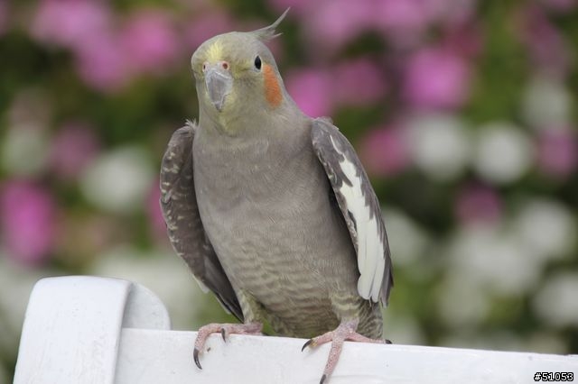 玄鳳名模寫真大公開