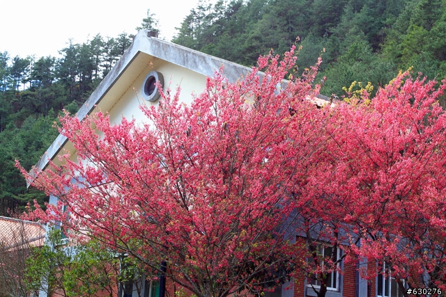 2012.02.22＿武陵農場～櫻花實況～（圖多請見諒）