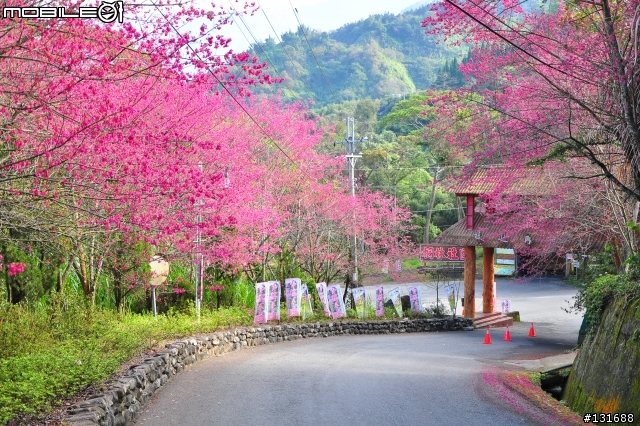 2012年櫻花塔