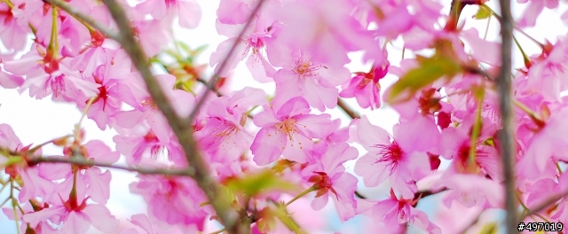 河津櫻 * 鹿谷 . 鳳凰茶園 ( 2012 / 02 / 5 花況 )
