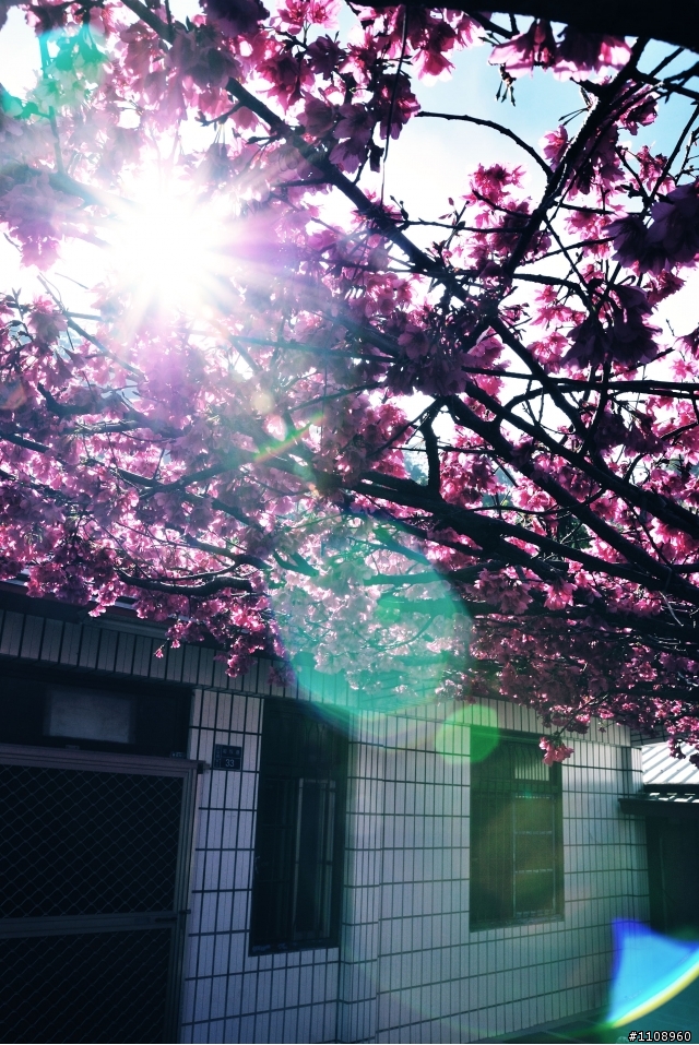 櫻花蓋大樓,大家一起來追櫻