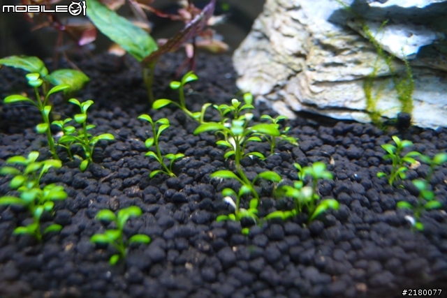 分享一下10公升小魚缸