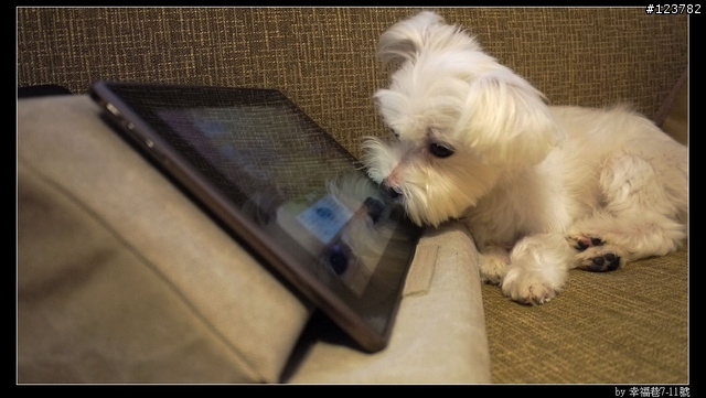 開箱。IPEVO Cushi 2 客廳專用 iPad 2 靠枕
