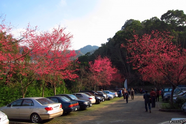 2012 橫山.內灣櫻花