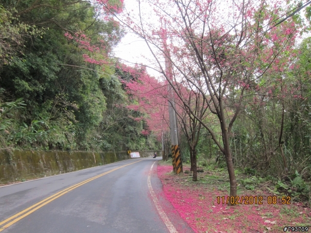 2012年櫻花季暨自行車逍遙遊活動-繽紛
