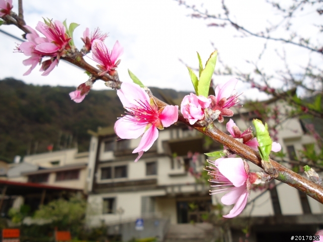 2012/2/19南橫西段梅山口