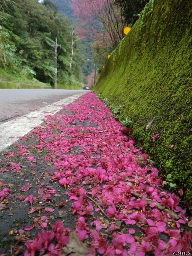 2/12烏來櫻花