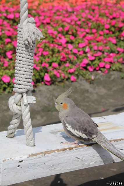 玄鳳名模寫真大公開