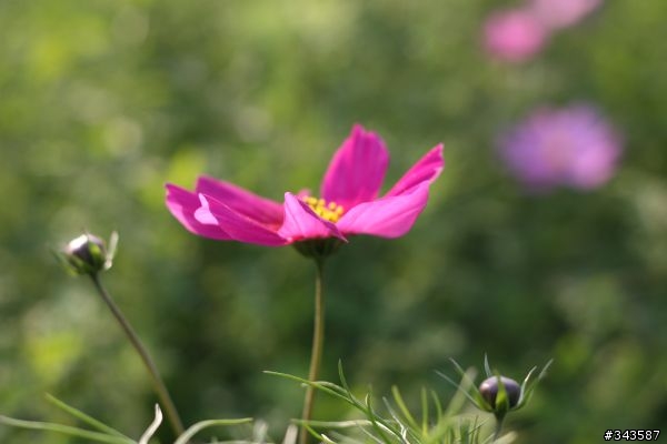 CANON EF 50mm F1.8 II拍花
