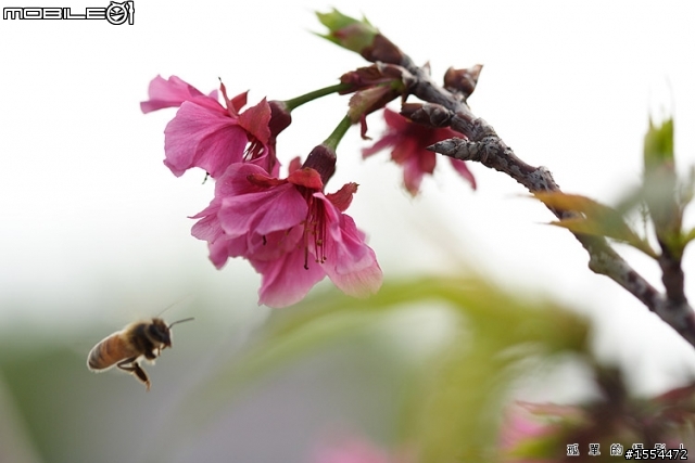 我的老戰友-CANON EOS 350D