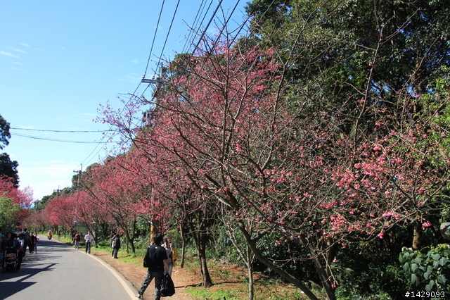 北投復興三路櫻花隧道+淡水滬尾櫻花大道