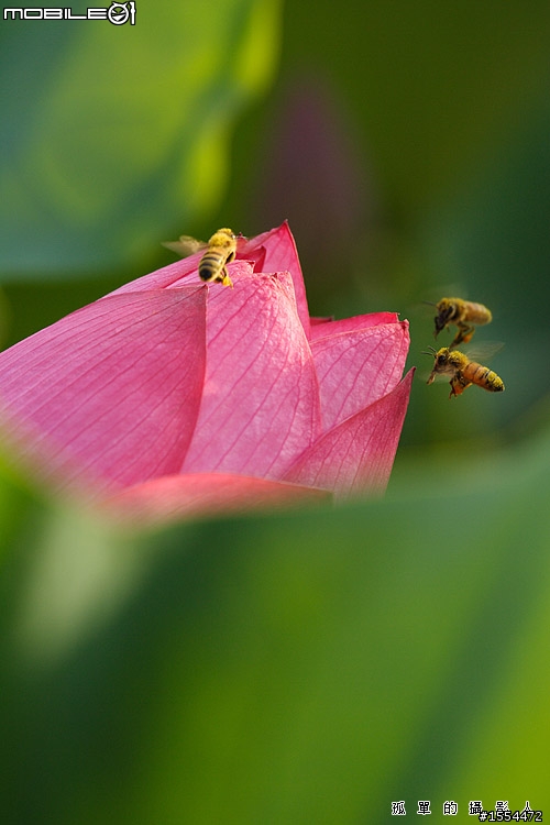 我的老戰友-CANON EOS 350D