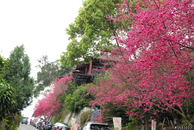 新社~櫻木花道