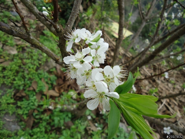 2012/2/19南橫西段梅山口