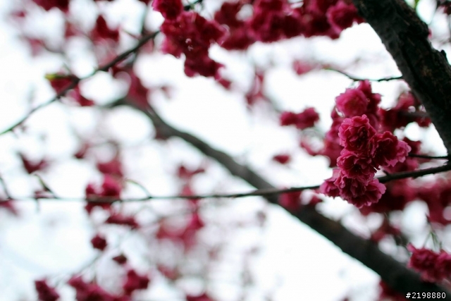 [不專業]24mm F1.4L試拍隨便亂照