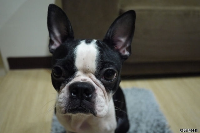 懇求~在中研院附近拾獲波士頓犬之善心人士與我聯絡